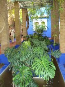 02b - Marrakech  Jardin Majorelle.jpg